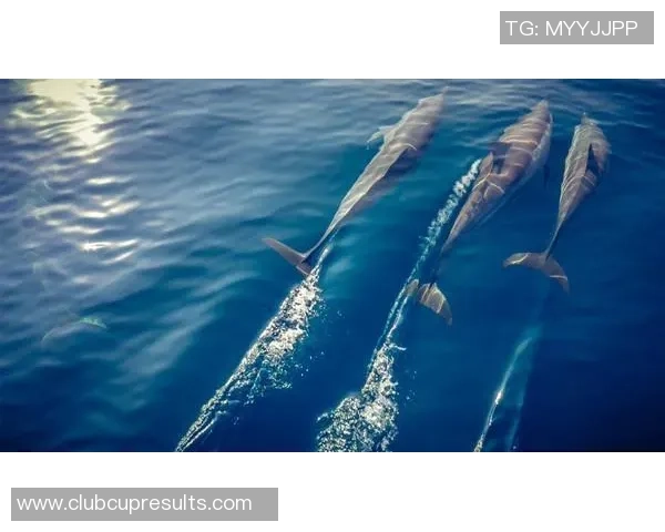 曼塔海豚与国民竞技的激烈对决揭示足球战术与团队精神的完美结合